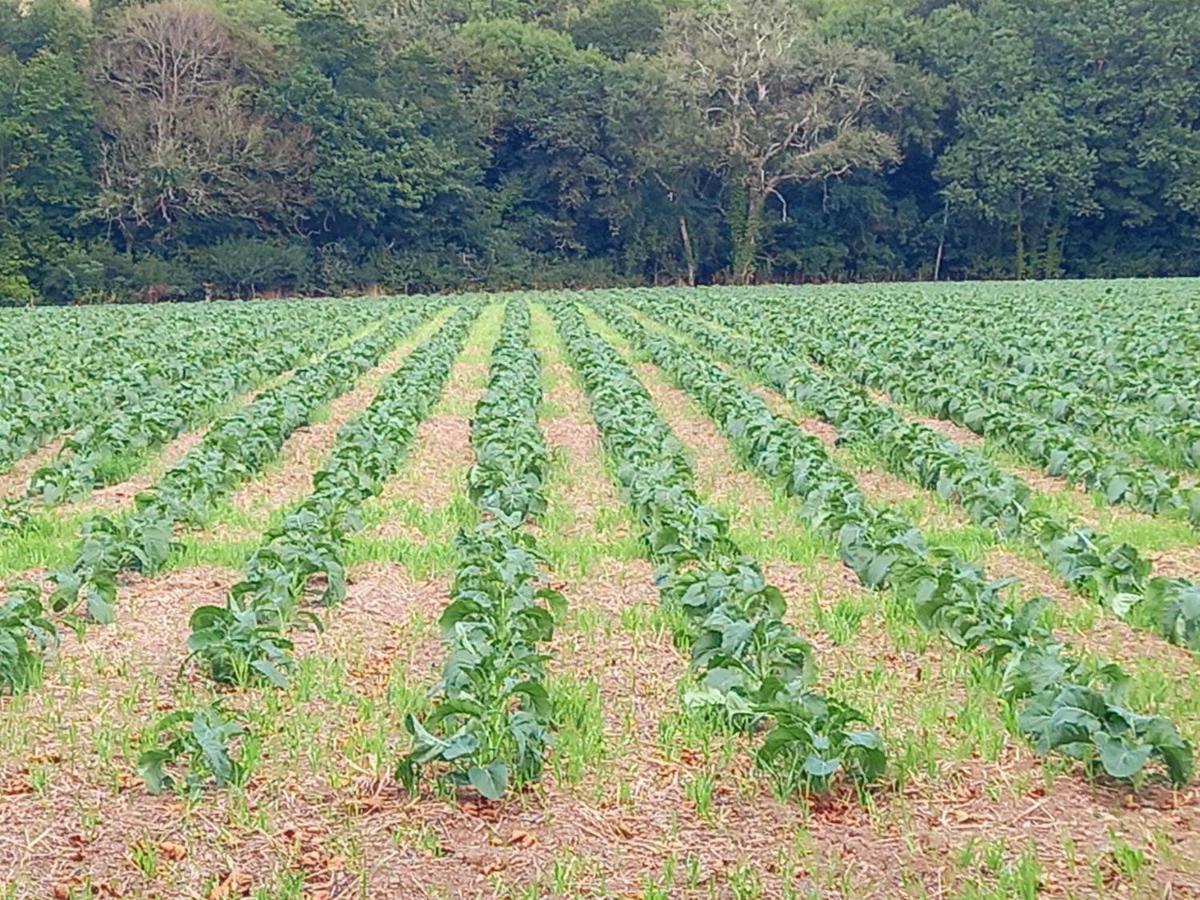 ウェイドブリッジ Field Hutヴィラ エクステリア 写真